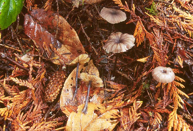 Leptonia parva